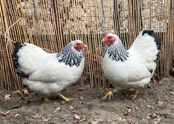 Aan 't Hof Nocleg ze śniadaniem