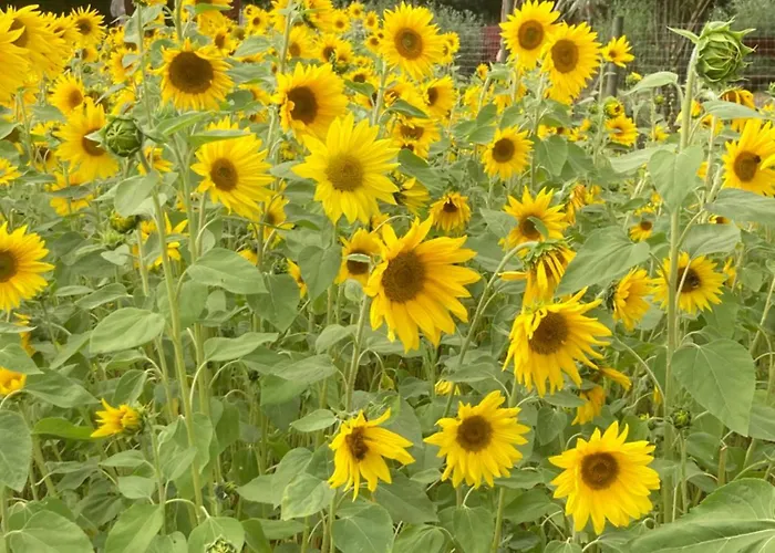 Aan 't Hof Bronkhorst